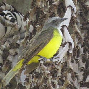 suiriridegargantarajada (Tyrannopsis sulphurea) WikiAves A