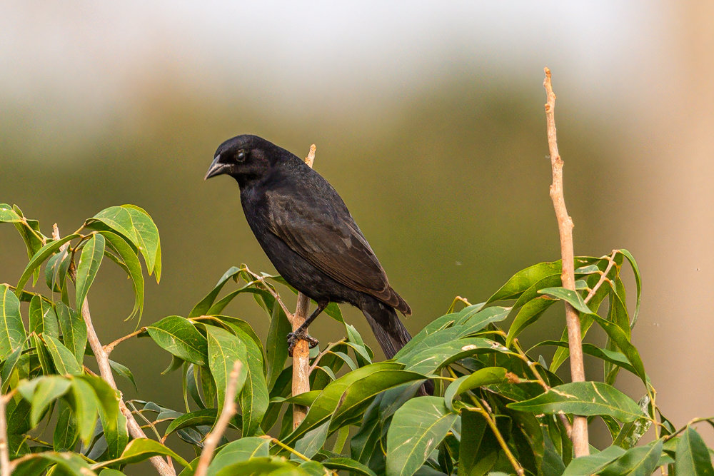 Foto chupim (Molothrus bonariensis) Por Moisés R. Silva | Wiki Aves - A ...