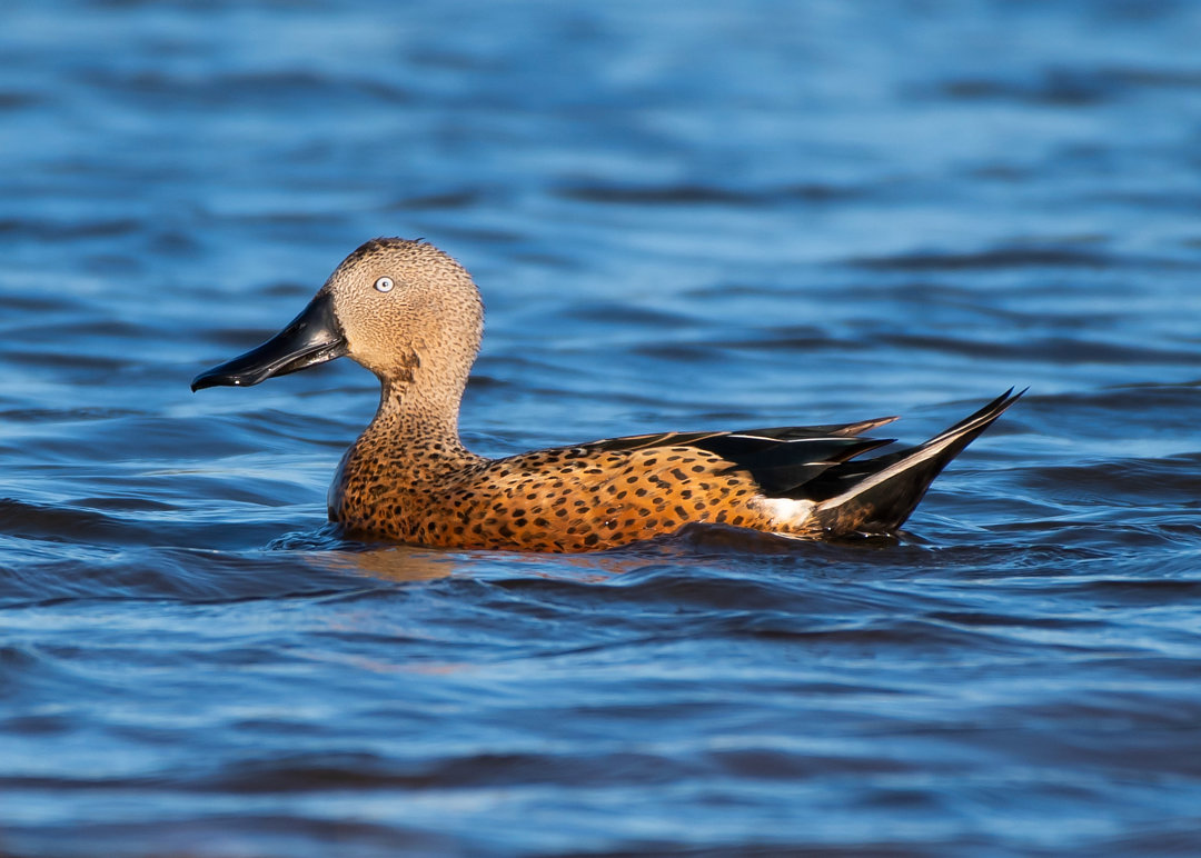 Foto marrecacolhereira (Spatula platalea) Por Giancarlo Müller