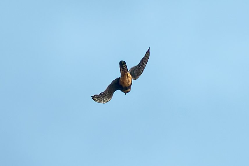 Foto cauré (Falco rufigularis) Por Douglas Fernando | Wiki Aves - A ...