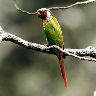 Chizilgan porno katta sik Porno keladi