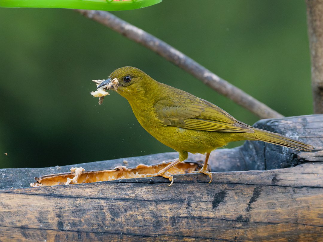 Foto Catirumbava Orthogonys Chloricterus Por Klenisson Brenner Wiki foto-catirumbava-orthogonys-chloricterus-por-klenisson-brenner-wiki