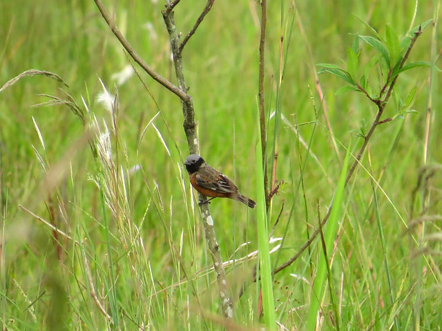 foto-caboclinho-de-papo-escuro-sporophila-ruficollis-por-jairo-silva