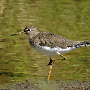 Scolopacidae WikiAves A Enciclopédia das Aves do Brasil