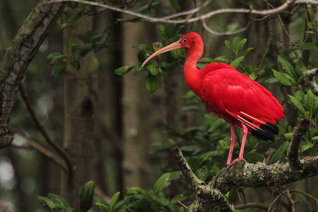 guará (Eudocimus ruber) WikiAves A Enciclopédia das Aves do Brasil