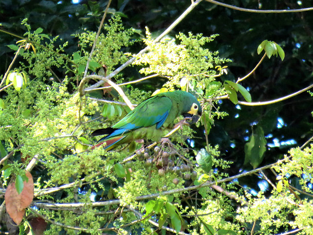 foto-maracan-primolius-maracana-por-alex-alamelo-wiki-aves-a