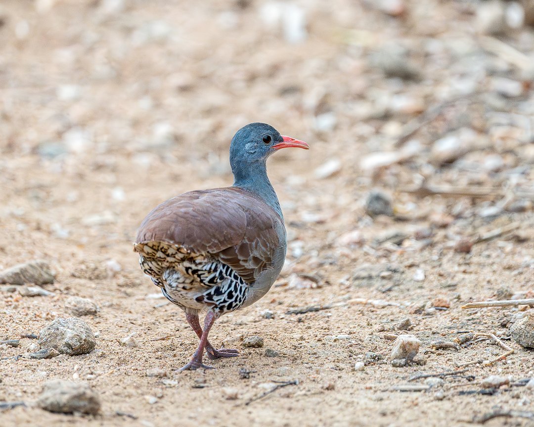 foto-inhambu-chint-crypturellus-tataupa-por-alexandre-pontes-gomes