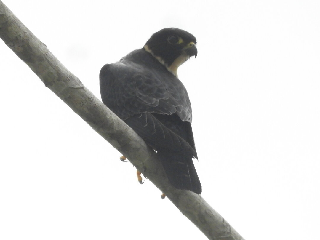 Foto cauré (Falco rufigularis) Por Igor Nascimento | Wiki Aves - A ...