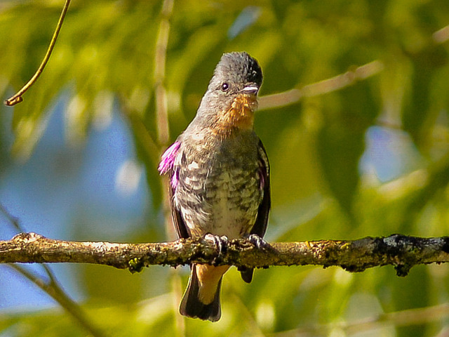 foto-anambezinho-iodopleura-pipra-por-jos-kachimareck-wiki-aves