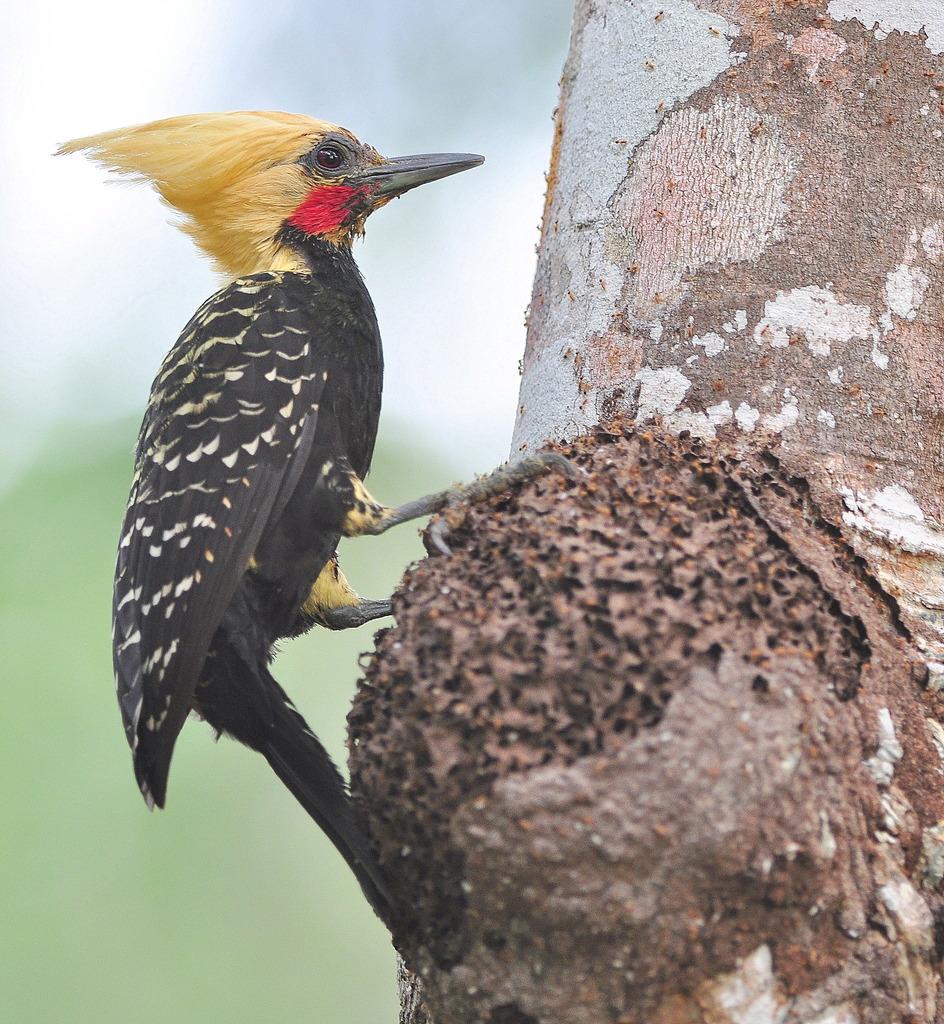 Foto pica-pau-de-cabeça-amarela (Celeus flavescens) Por Ricardo Gentil ...