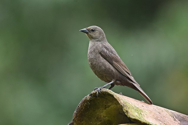Foto chupim (Molothrus bonariensis) Por Guilherme Willrich | Wiki Aves ...