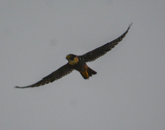 Foto cauré (Falco rufigularis) Por Priscila Afonso | Wiki Aves - A ...