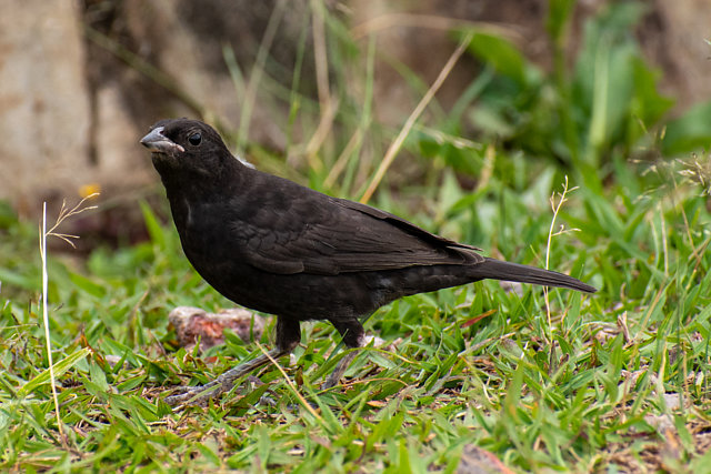 Foto chupim (Molothrus bonariensis) Por Esler Criscoullo | Wiki Aves ...