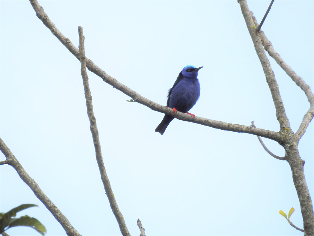 foto-sa-ra-beija-flor-cyanerpes-cyaneus-por-ronaldo-diniz-wiki-aves