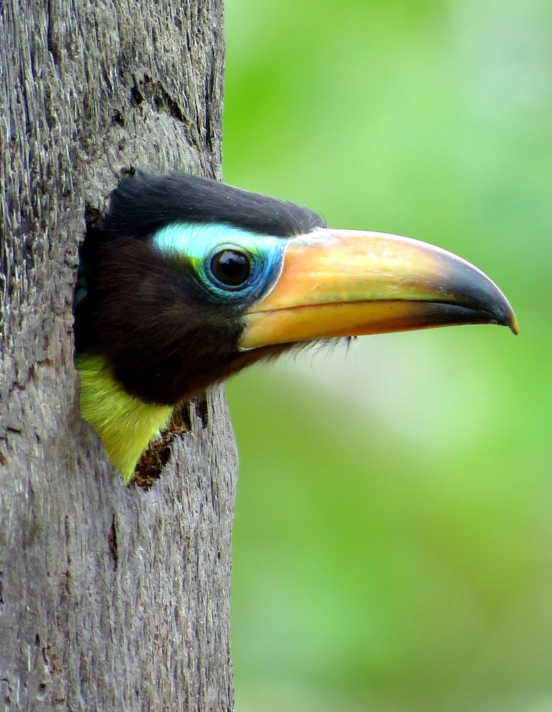 Foto araçari-de-bico-riscado (Pteroglossus inscriptus) Por Kennedy ...