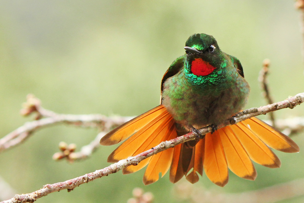 Foto beija-flor-rubi (Heliodoxa rubricauda) Por Mario Eduardo Shiraichi ...