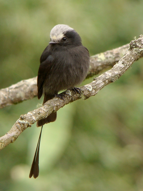 foto-viuvinha-colonia-colonus-por-marco-crozariol-wiki-aves-a