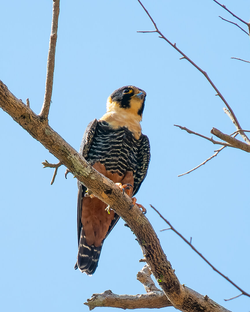 Foto cauré (Falco rufigularis) Por Marcelo Telles | Wiki Aves - A ...