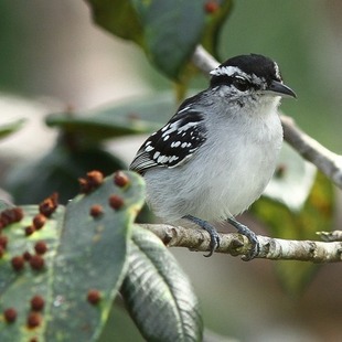 chorozinhodecostasmanchadas (Herpsilochmus dorsimaculatus