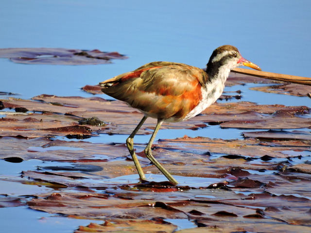 Foto jaçanã (Jacana jacana) Por Antonino G. Medina (Toni) Wiki Aves
