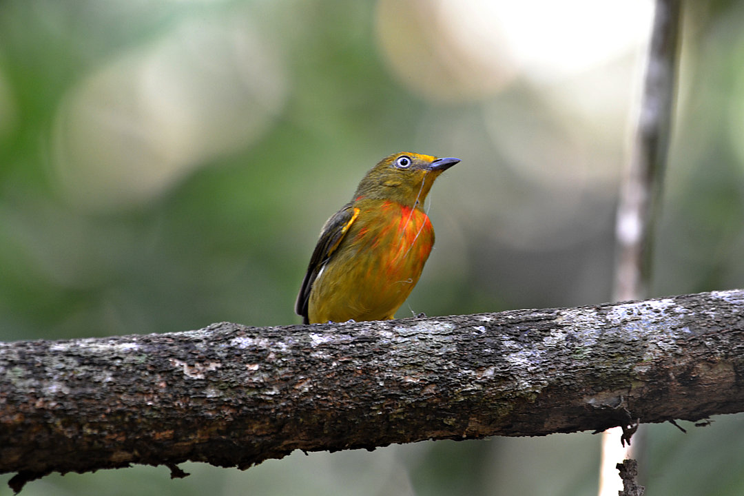 foto-uirapuru-laranja-pipra-fasciicauda-por-luciano-moura-wiki-aves