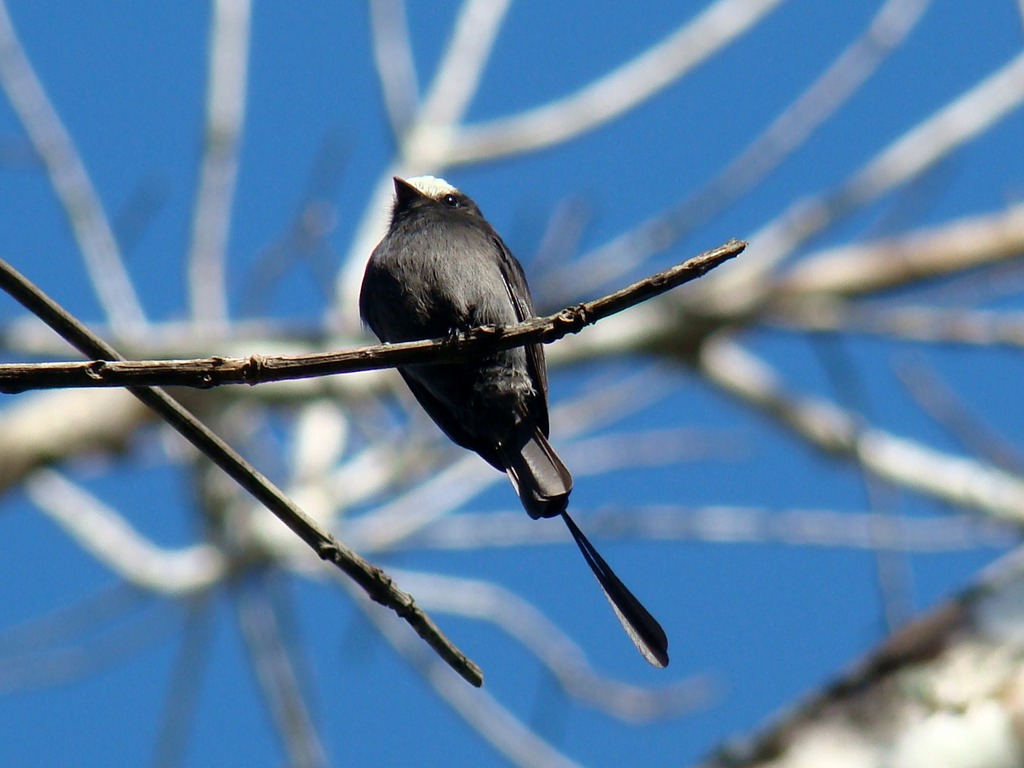 foto-viuvinha-colonia-colonus-por-fernando-flores-wiki-aves-a