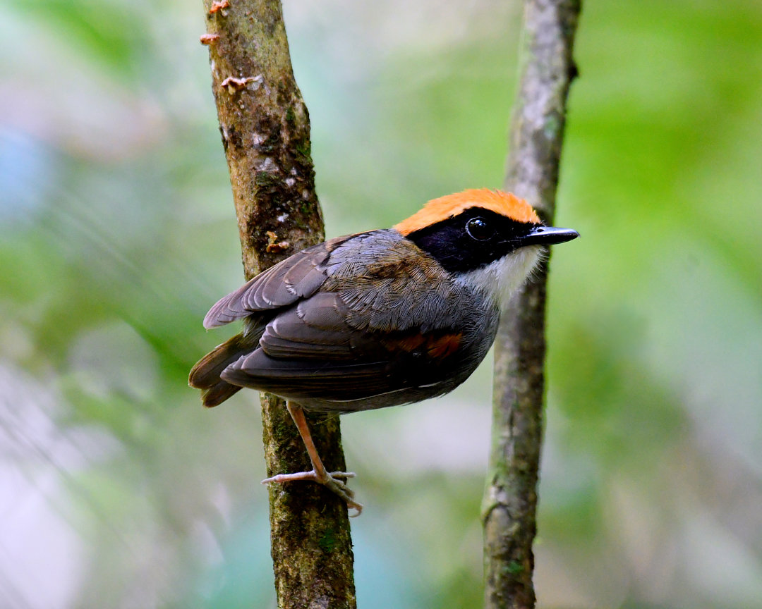 foto-cuspidor-de-m-scara-preta-conopophaga-melanops-por-eliane