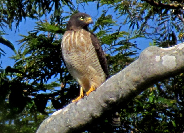 Foto gavião-carijó (Rupornis magnirostris) Por Aluisio Ribeiro | Wiki ...