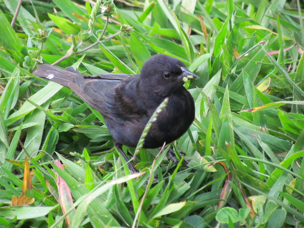 Foto chupim (Molothrus bonariensis) Por Nelsina Ramos | Wiki Aves - A ...