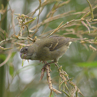 Poxo Insect pixoxó (Sporophila frontalis) | WikiAves - A Enciclopédia das Aves do ...