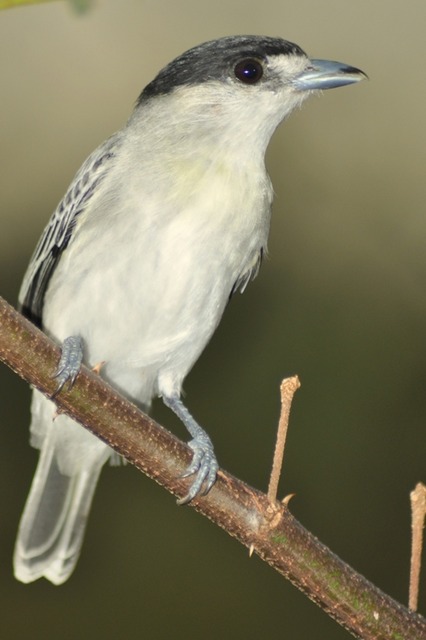 Caneiro Rinder Foto caneleiro-cinzento (Pachyramphus rufus) Por Kurazo Okada | Wiki ...
