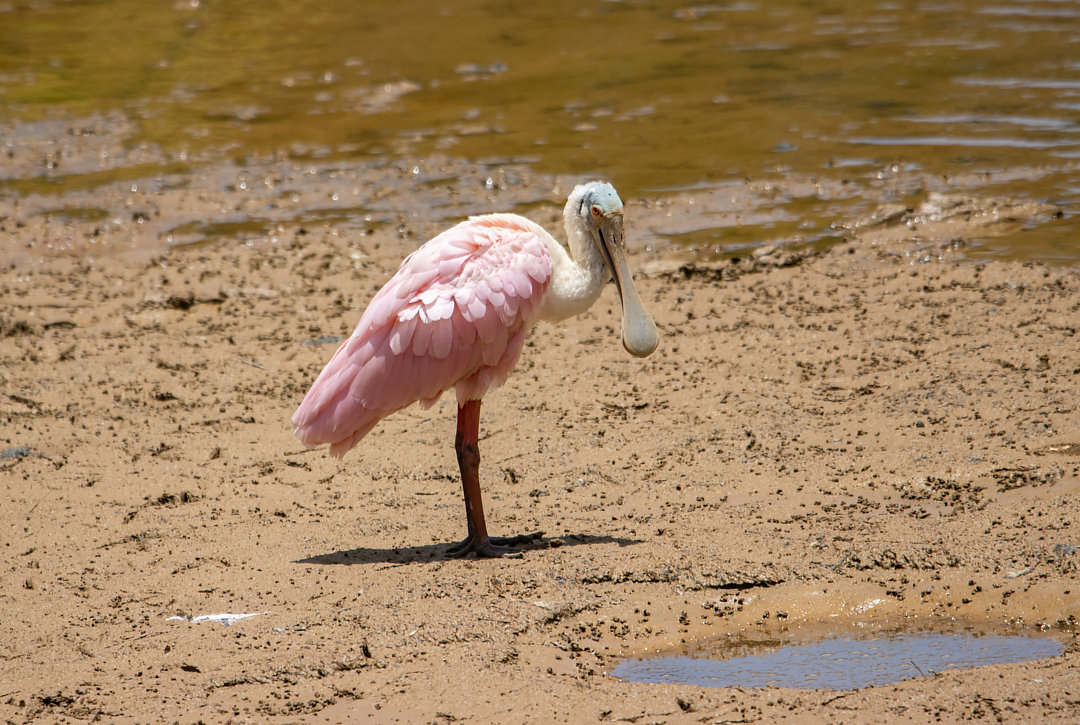 Foto colhereiro (Platalea ajaja) Por Daniela Vieira | Wiki Aves - A ...