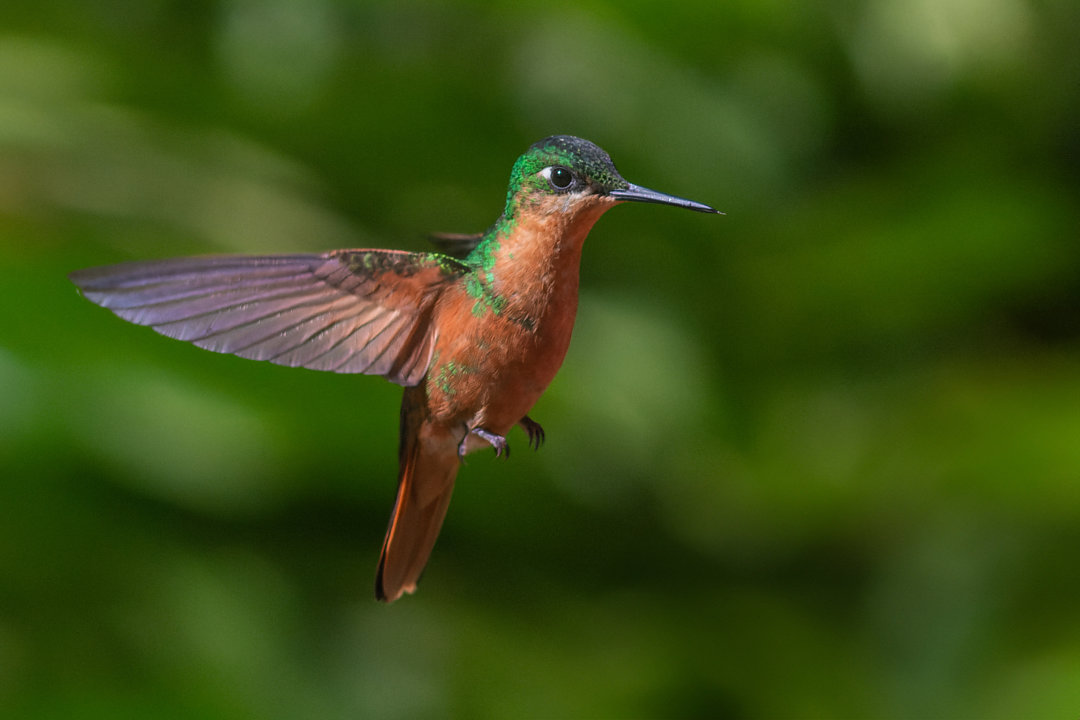 Foto beija-flor-rubi (Heliodoxa rubricauda) Por Enéas G. Junior | Wiki ...