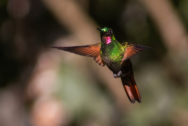 Foto beija-flor-rubi (Heliodoxa rubricauda) Por Enéas G. Junior | Wiki ...