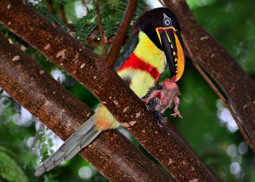 160-chestnut-eared-aracari-stock-photos-pictures-royalty-free