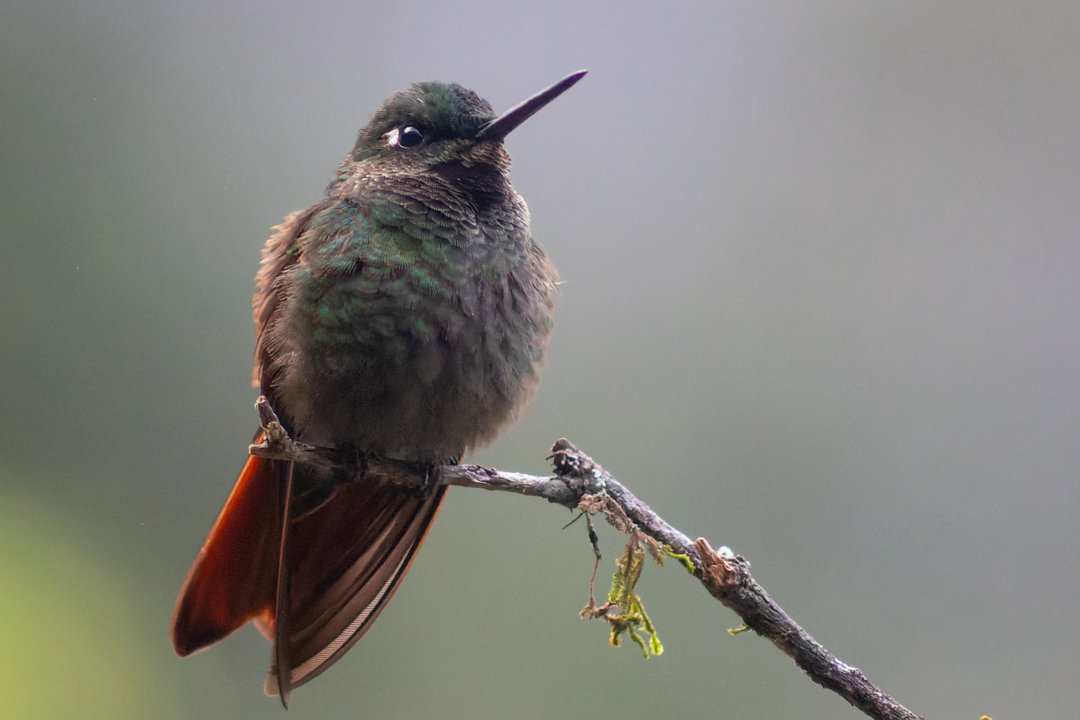 Foto beija-flor-rubi (Heliodoxa rubricauda) Por Enéas G. Junior | Wiki ...