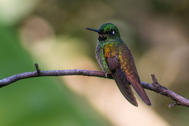 Foto beija-flor-rubi (Heliodoxa rubricauda) Por Enéas G. Junior | Wiki ...