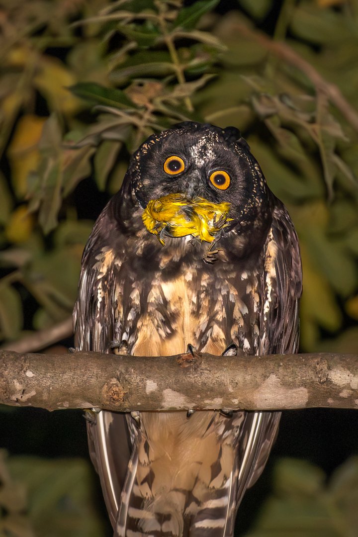 Foto mocho-diabo (Asio stygius) Por Raphael Rocha | Wiki Aves - A ...