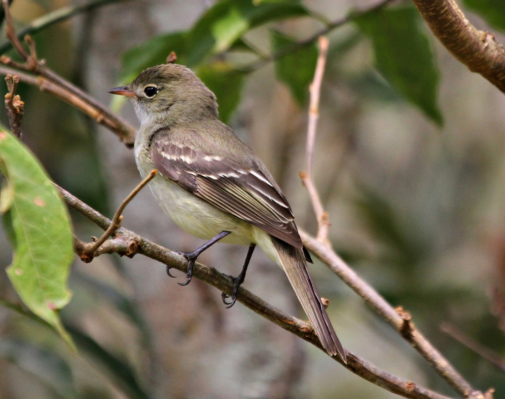 Foto tuquepium (Elaenia parvirostris) Por Antonio Vilela Wiki Aves