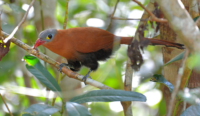 Foto chincoã-de-bico-vermelho (Piaya melanogaster) Por Robson Czaban ...