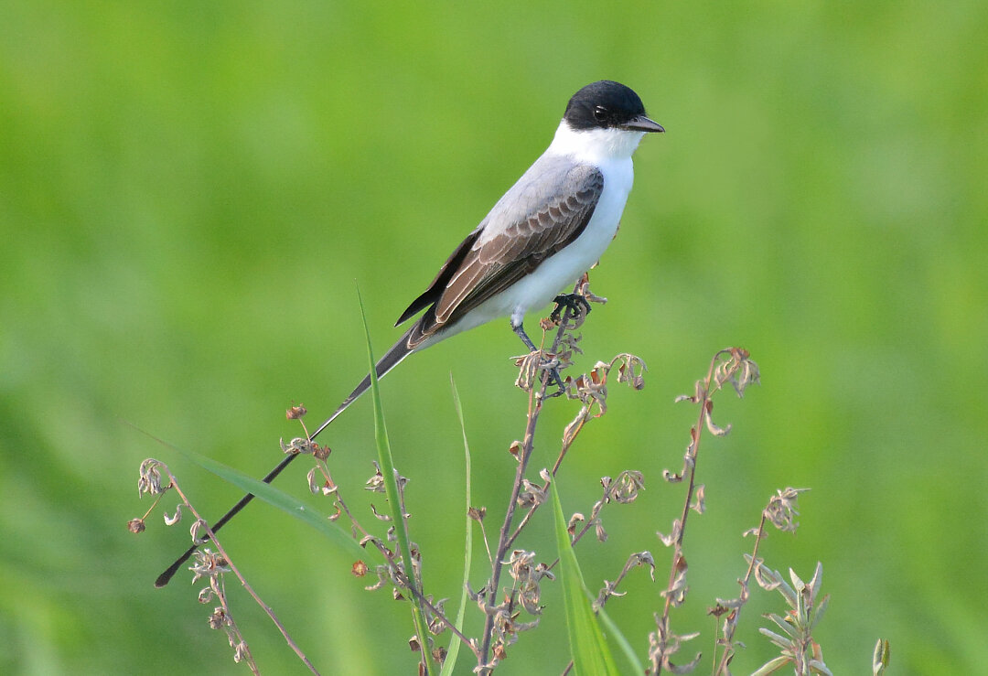 Foto tesourinha-do-norte (Tyrannus monachus) Por Robson Czaban | Wiki ...