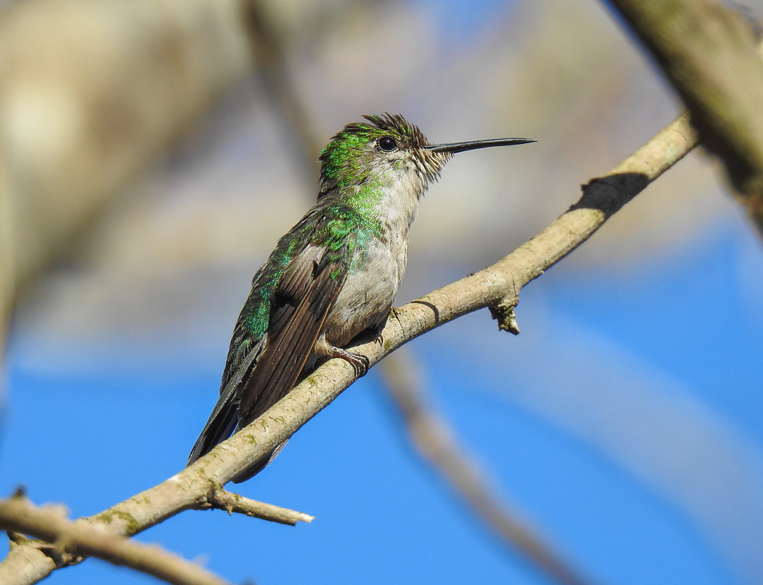 Foto beija-flor-tesoura-verde (Thalurania furcata) Por Lawrence Rabelo ...