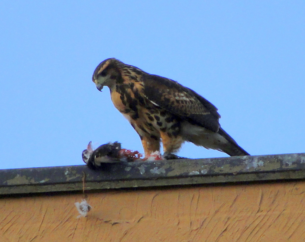 Foto gaviãoasadetelha (Parabuteo unicinctus) Por Mario Olyntho Wiki Aves A Enciclopédia