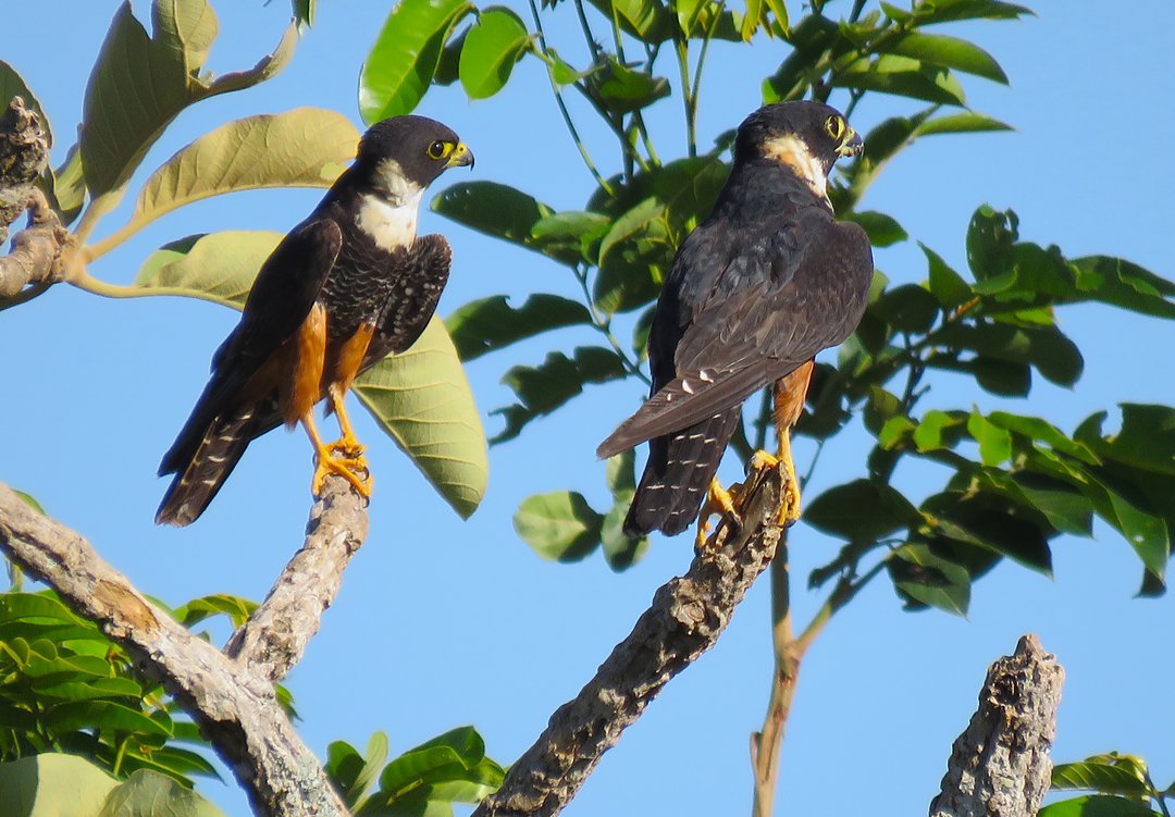 Foto cauré (Falco rufigularis) Por henri | Wiki Aves - A Enciclopédia ...