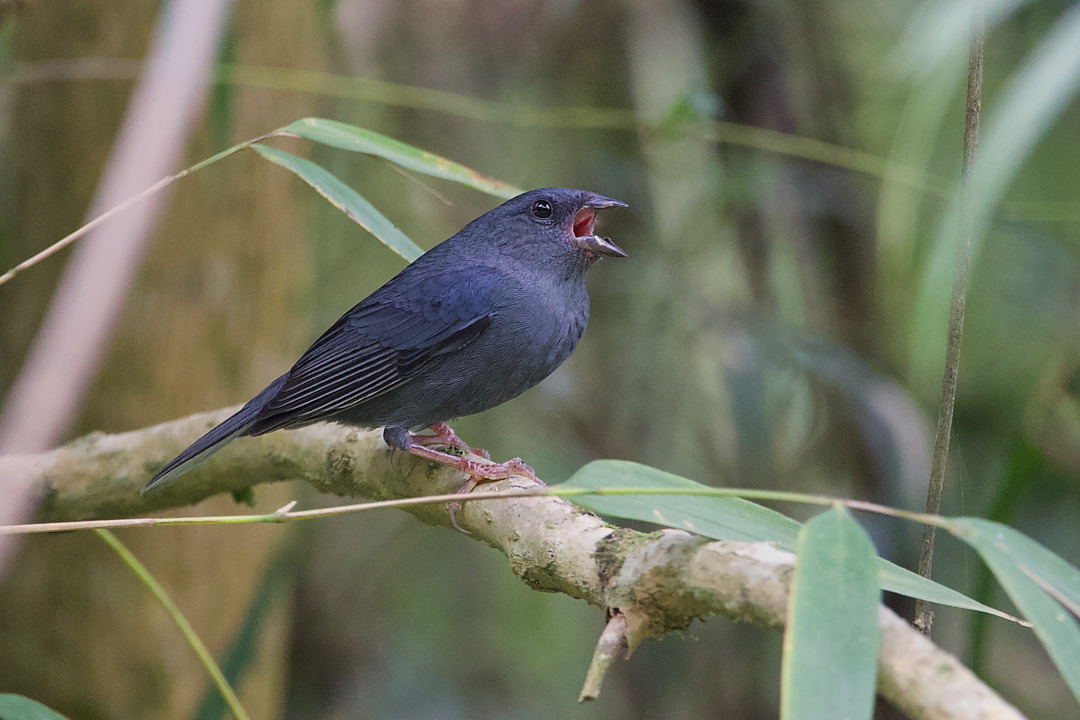 Foto cigarrabambu (Haplospiza unicolor) Por Luiz Fernando Matos Wiki