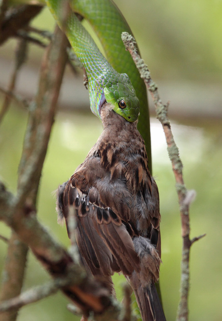 Passeridae WikiAves A Enciclopédia das Aves do Brasil