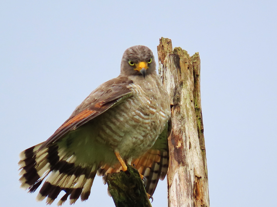 Foto gavião-carijó (Rupornis magnirostris) Por Mônica de Brito | Wiki ...