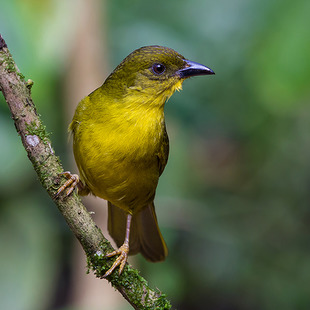 Mitrospingidae WikiAves A Enciclopédia das Aves do Brasil