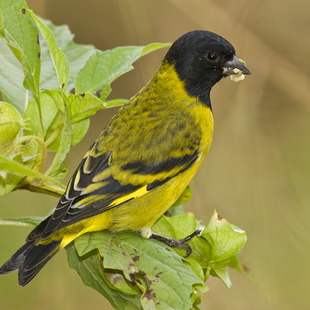 Carduelinae WikiAves A Enciclopédia das Aves do Brasil