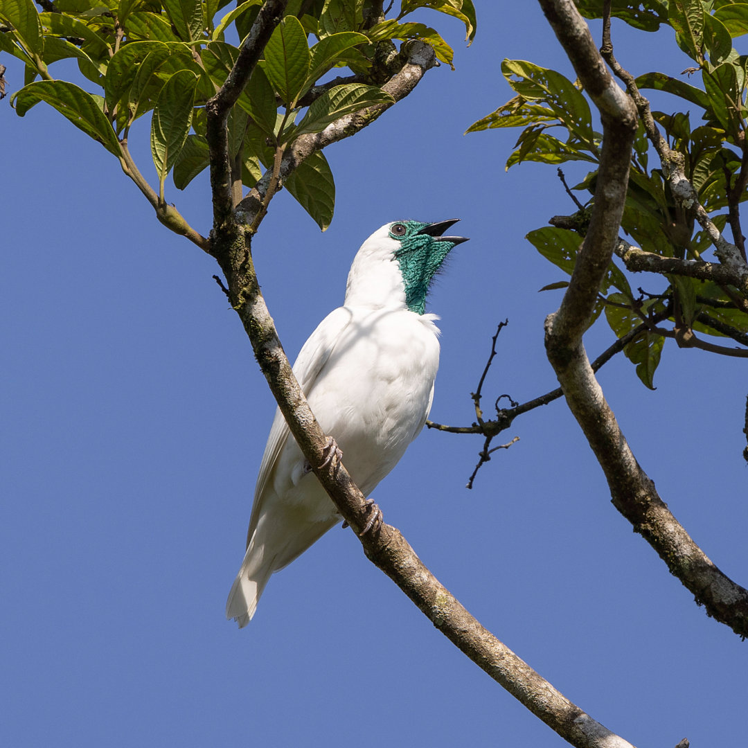 Foto araponga (Procnias nudicollis) Por Victor B Wiki Aves A